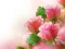 Mchezo Pink Roses online