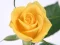Mchezo Yellow Roses online