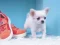 Mchezo Lovely Puppy Puzzle online