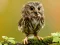 Mchezo Animal Hidden Stars online