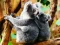 Mchezo Cute Baby Koala Bear online