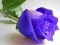 Mchezo Blue Roses online