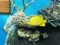 Mchezo Big fish eats small online