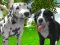 Mchezo Dog Simulator 3d online