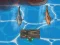 Mchezo Titanic Shark Attacks online