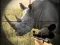 Mchezo Wild Rhino Hunter online