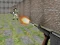 Mchezo Bullet Fire online