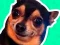 Mchezo What meme dog are you ? online
