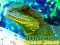 Mchezo Chinese Water Dragon Jigsaw online