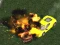 Mchezo Crazy Demolition Derby V1 online
