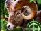 Mchezo Crazy Goat Hunter 2020 online