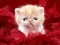 Mchezo Funny Kitty online