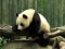 Mchezo Pandas Puzzle online