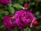 Mchezo Purple Roses online