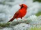 Mchezo Birds Puzzle online