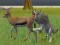 Mchezo Wolf Life Simulator online