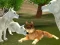 Mchezo Wild Wolves Hunger Attack online