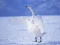 Mchezo Graceful Swans online