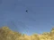 Mchezo Toucan Shooter online