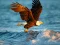 Mchezo Animals Jigsaw Puzzle Eagle online