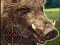 Mchezo Boar Hunting Jigsaw online