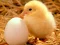 Mchezo Lovable Little Creatures Puzzle online