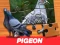 Mchezo Pigeon Jigsaw Puzzle online