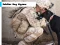 Mchezo Soldier Dog Jigsaw online