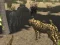 Mchezo African Cheetah Hunting Simulator online