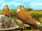 Mchezo Birds of Prey Slide online