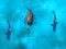 Mchezo Avoid the Sharks online