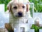Mchezo PicPu Dog online