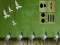 Mchezo Pigeon Escape 2 online