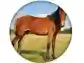 Mchezo Animal Quiz online