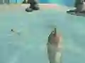 Mchezo Shark Simulator Beach Killer online
