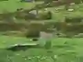 Mchezo Pigeons Hunting online