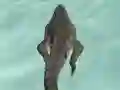 Mchezo Crocodile Simulator Beach Hunt online