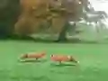 Mchezo Hunted Fox online