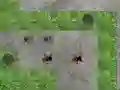 Mchezo Spider Tower Defence online