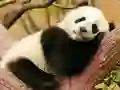Mchezo Animal Differences online