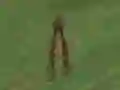 Mchezo Dino Hunt online