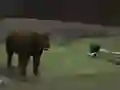 Mchezo Bear Den online