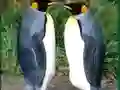 Mchezo Penguin Puzzle online