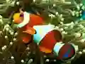 Mchezo Underwater Hidden Numbers online