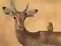 Mchezo Wild Deer Jigsaw online