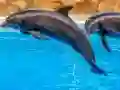 Mchezo Sea Dolphin Jigsaw online