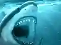 Mchezo Hungry Shark online