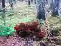 Mchezo Bernati Forest Adventure online