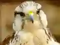 Mchezo Gyrfalcon Jigsaw online
