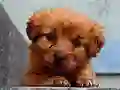 Mchezo Puppy Puzzle online